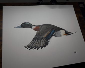 Mallard Pintail Hybrid Print