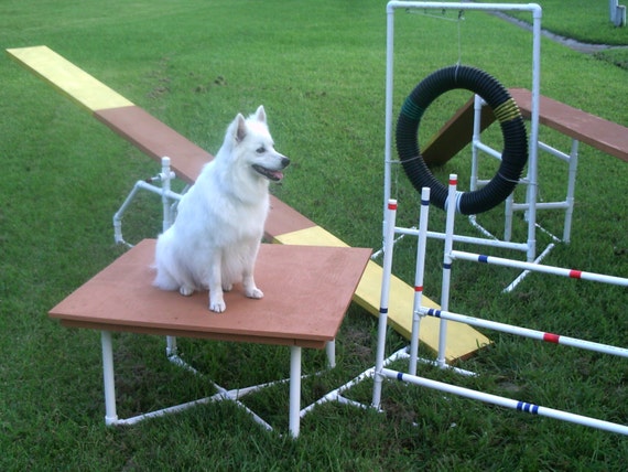 All of the Dog Agility Equipment You Need To Train Your Pup at Home