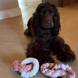 May include: A solid dark brown spaniel dog with long, wavy ears lying down behind two circular braided rope toys. One toy is made of solid white and dusty pink rope segments, while the other features a woven pattern of white and pink fabric.