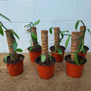 Vanilla Bean Orchid,