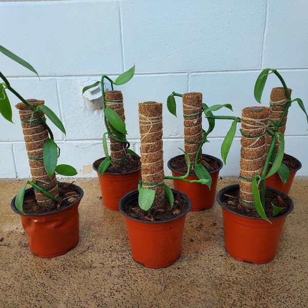 Vanilla Bean Plant Etsy