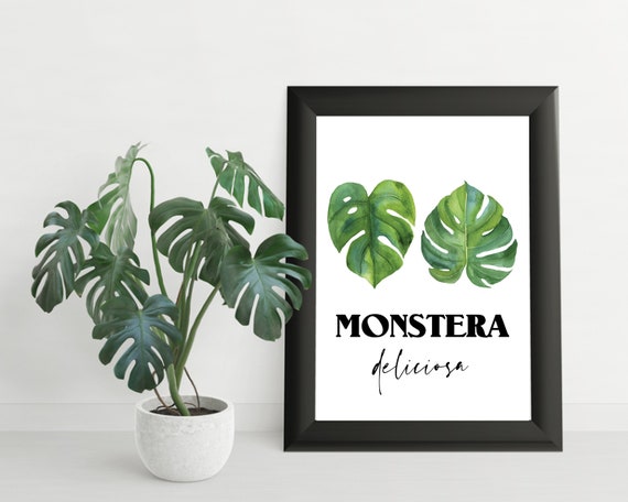 philodendron splendid vs melanochrysum Philodendron 'Splendid' – Foliage Factory