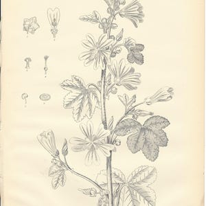 May include: A black and white botanical illustration of a common mallow plant, Malva sylvestris, with multiple flowers and leaves. The illustration is from the ninth edition of the Encyclopedia Britannica.