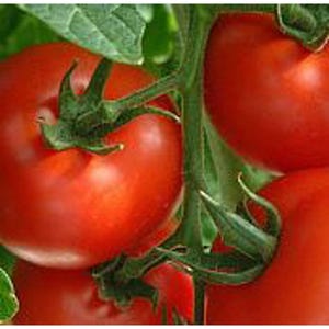 May include: A cluster of bright red, round tomatoes attached to a green vine with small, pointed green sepals. The tomatoes have a smooth, glossy skin and are grouped together on a central stem, surrounded by partial green leaves.