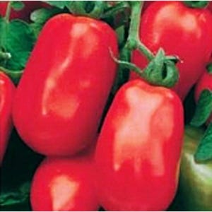 May include: A cluster of bright red, oblong-shaped tomatoes attached to a green vine. The tomatoes have a smooth, glossy skin and are grouped together with small green leaves visible in the background, showcasing their elongated, plum-like form.