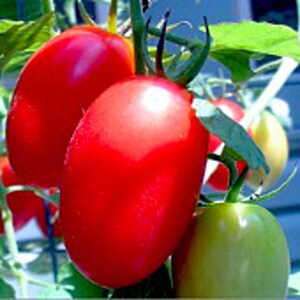 May include: A cluster of elongated, oval-shaped tomatoes growing on a vine. The tomatoes exhibit varying stages of ripeness, with several displaying a vibrant, glossy red color, while others remain a pale green hue, attached to green stems.