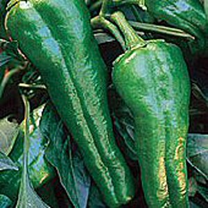 May include: Two elongated, dark green poblano peppers hanging from a plant. The peppers have a glossy, thick, and slightly wrinkled skin with a tapered shape. They are attached to green stems and surrounded by dark green leaves on the plant.