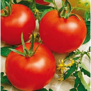 May include: Three vibrant red tomatoes with smooth, round skins and green stems attached. The tomatoes are nestled among green leaves and small yellow flowers, showcasing their fresh, ripe appearance and natural, rounded shape.