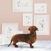 see more listings in the Sausage Dogs section