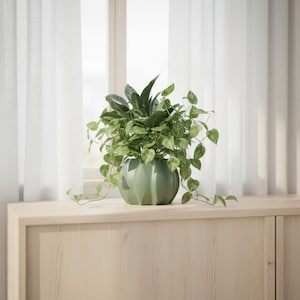 May include: A lush green houseplant with heart-shaped leaves potted in a sage green ceramic planter featuring a vertical ribbed texture. The plant has long, trailing vines that extend over the sides of the rounded, matte-finished container.