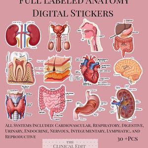 Labeled Anatomy Sticker Bundle for GoodNotes, iPad, Digital Planners (PNG Files), user friendly