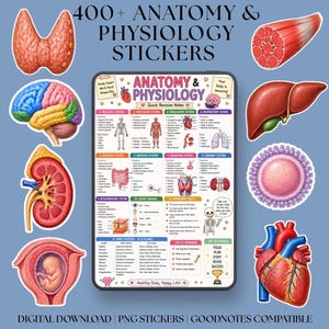 Puede incluir: Una colección digital de más de 400 pegatinas de anatomía y fisiología con una hoja de revisión central de sistemas corporales, rodeada de ilustraciones individuales de tiroides, cerebro, riñón, feto, tejido muscular, hígado, célula y corazón.