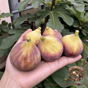 May include: Four fresh figs with smooth, teardrop-shaped skins transitioning from pale yellow at the stem to a deep purple hue at the base. The fruit is displayed together, showcasing the natural color gradient and texture of the skin.