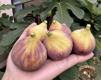 Esquejes de higuera Bourjassotte Grise (glaseada), higuera de pulpa roja con sabor a melocotón de agua, dulce y afrutada, esquejes de higuera para jardín doméstico.