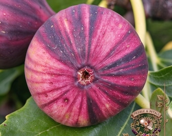 BNR Fig Cuttings | Bordissot Negra Rimada, Rare Striped Rainbow Fig, Crimson Berry Flavor, Premium Collector Scion Wood