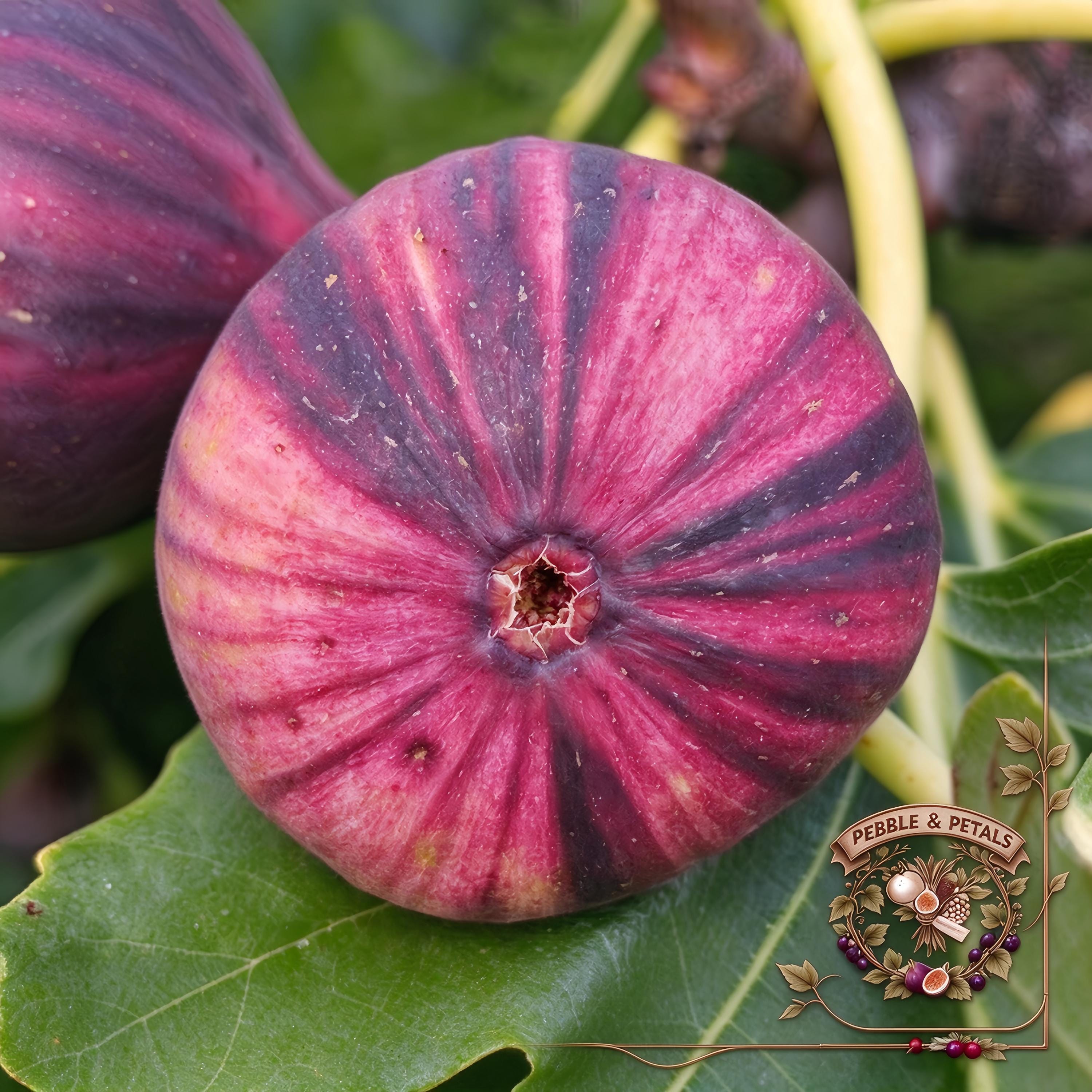 Italian 258 fig cutting - Etsy 日本