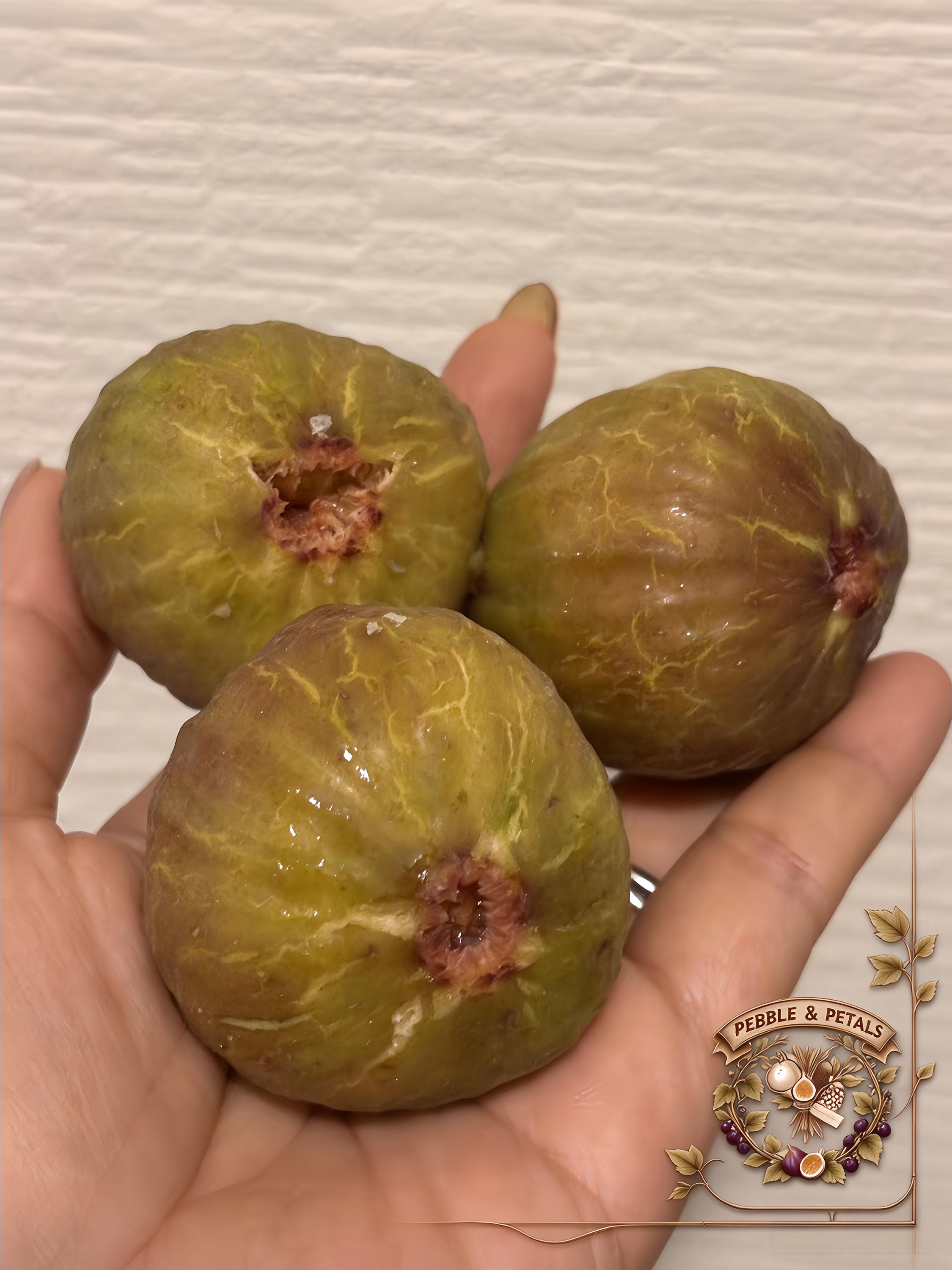 Chicago hardy fig - Etsy 日本