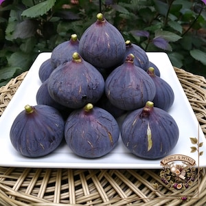 Violette de Solliès fikonsticklingar | Fransk AOC-arvsklass, stor mörklila-svart fikon, jordgubbs-referensfruktkött, premium samlarträd