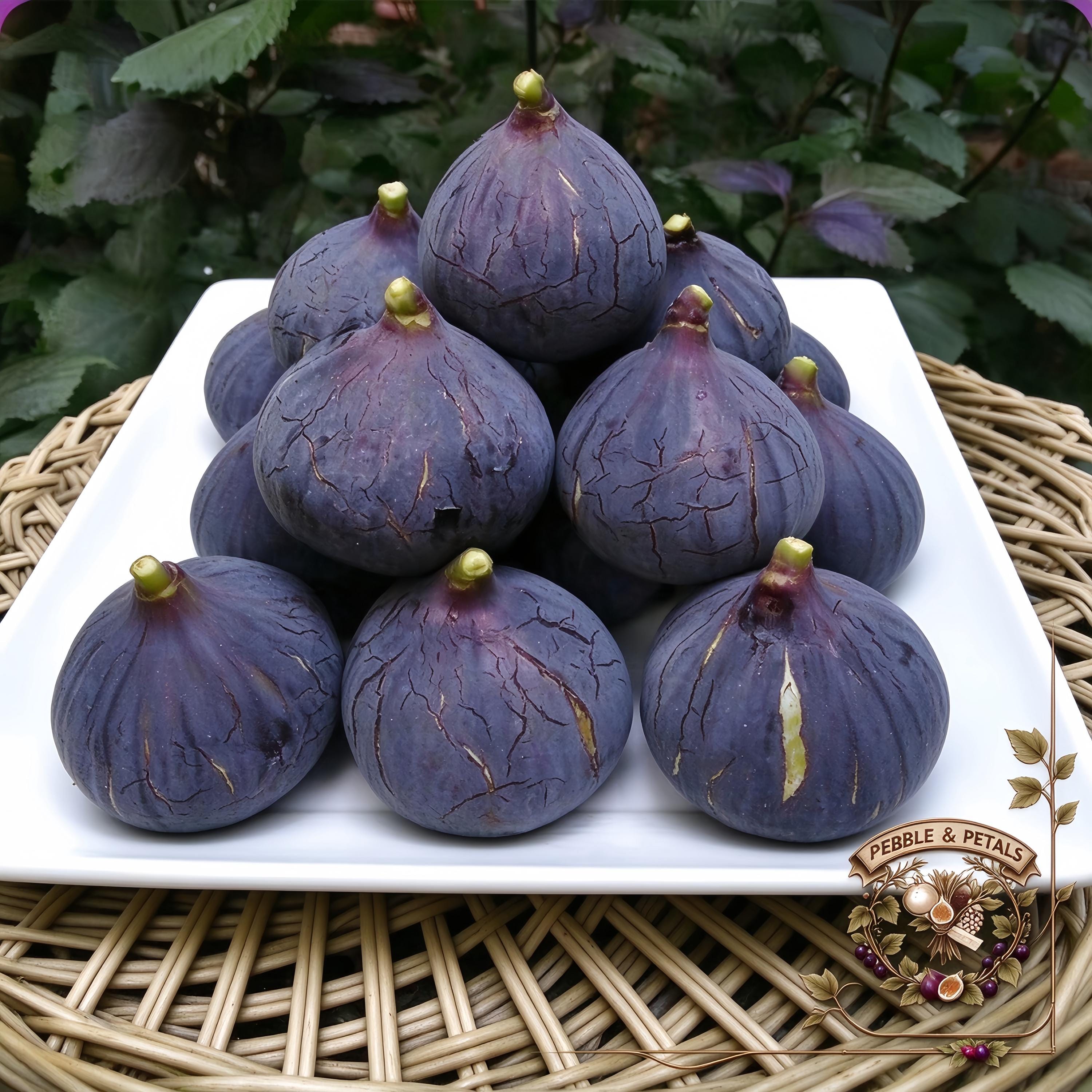 Chicago hardy fig - Etsy 日本