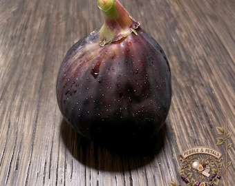 Italian 258 I-258 Unrooted Fig Cuttings, Fresh Fig Branches, Rich Berry Flavor Purple Fig for Backyard Orchard