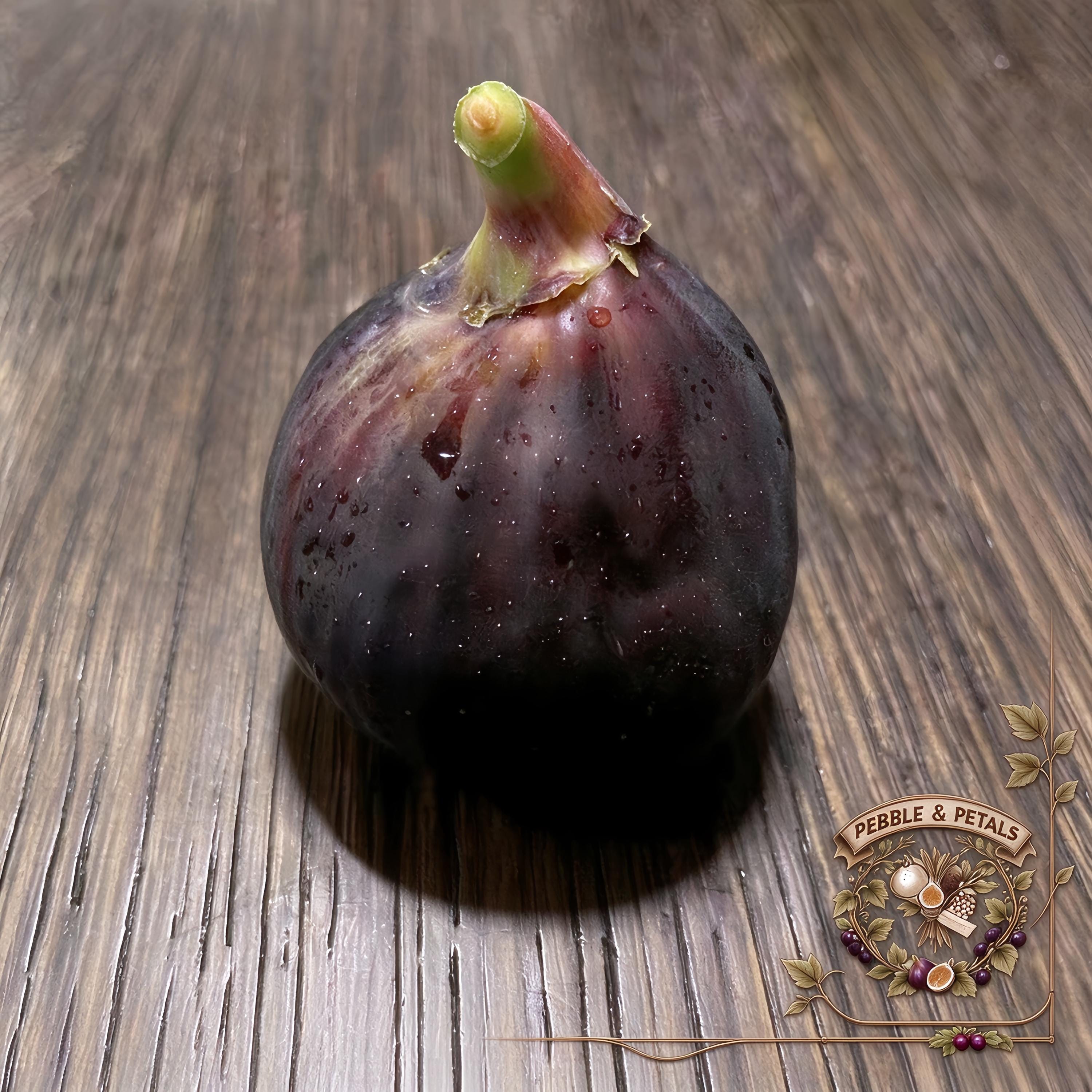 Italian 258 fig cutting - Etsy 日本