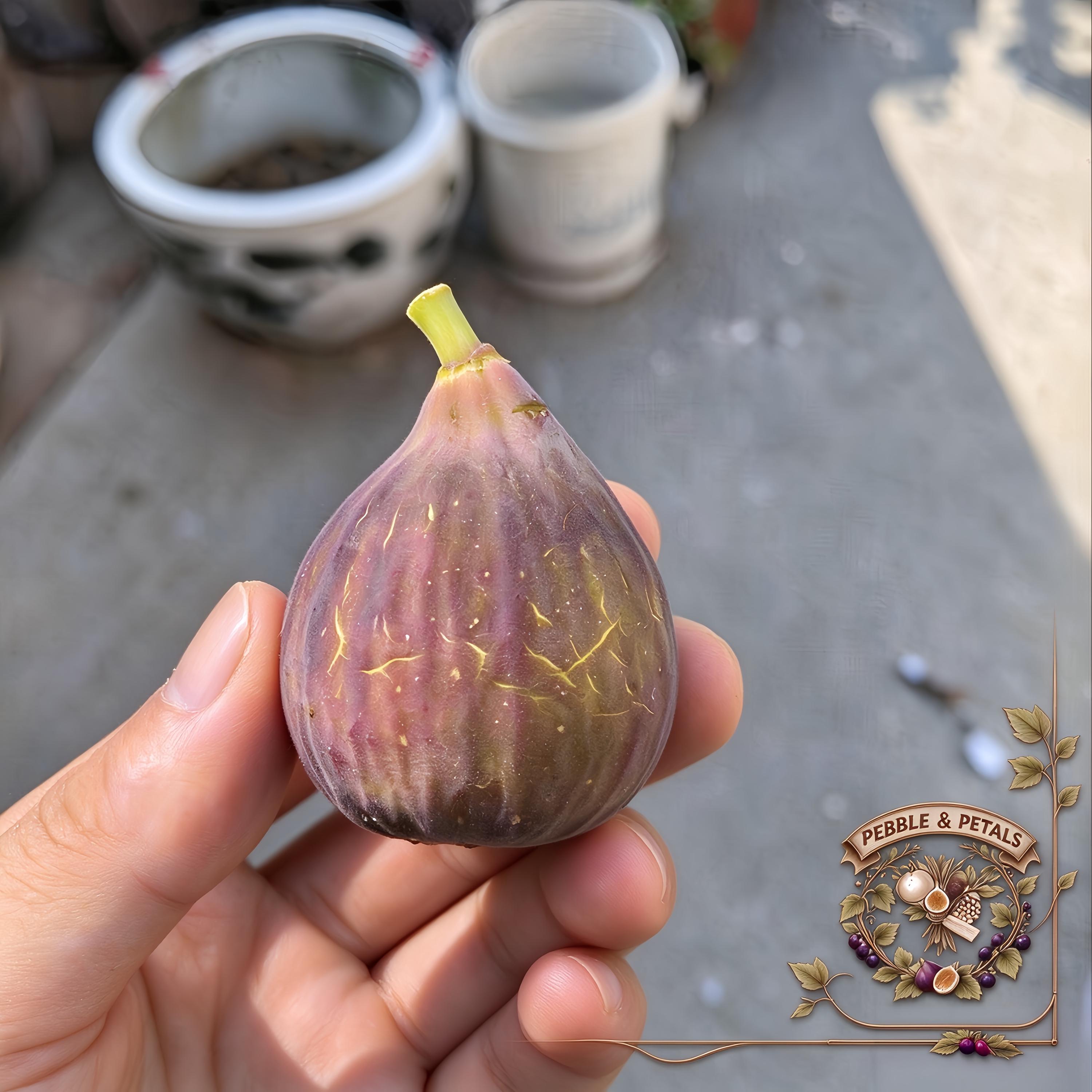 Chicago hardy fig - Etsy 日本