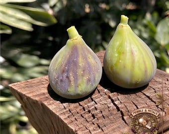 Smith Red Heart Sugar Fig Cuttings, Unrooted Fresh Fig Branches, Rich Red Jammy Flesh, Sweet Heirloom Fig Tree Cutting for Home Garden