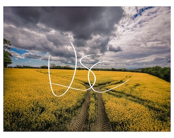 Pode incluir: Um vasto campo de flores amarelas vibrantes sob um céu dramático cheio de nuvens escuras e pesadas. Marcas profundas de pneus atravessam o centro da plantação em flor, conduzindo ao horizonte onde árvores verdes contornam a paisagem.