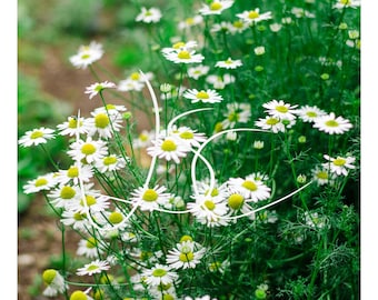 Pode incluir: Um grupo de flores de camomila brancas com centros amarelos brilhantes e caules verdes finos. Um logótipo cursivo branco com as letras VC está sobreposto no centro do arranjo floral, contrastando com a folhagem verde.