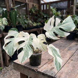 Puede incluir: Una planta Monstera variegada en una maceta de plástico con hojas grandes y divididas que presentan un patrón distintivo de secciones de color blanco crema y verde oscuro. La planta tiene varias hojas anchas y fenestradas.