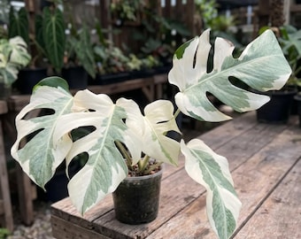 Seltene Monstera White Ghost Lava, Topfpflanze, panaschiert, 5-6 Blätter, inklusive Pflanzengesundheitszeugnis
