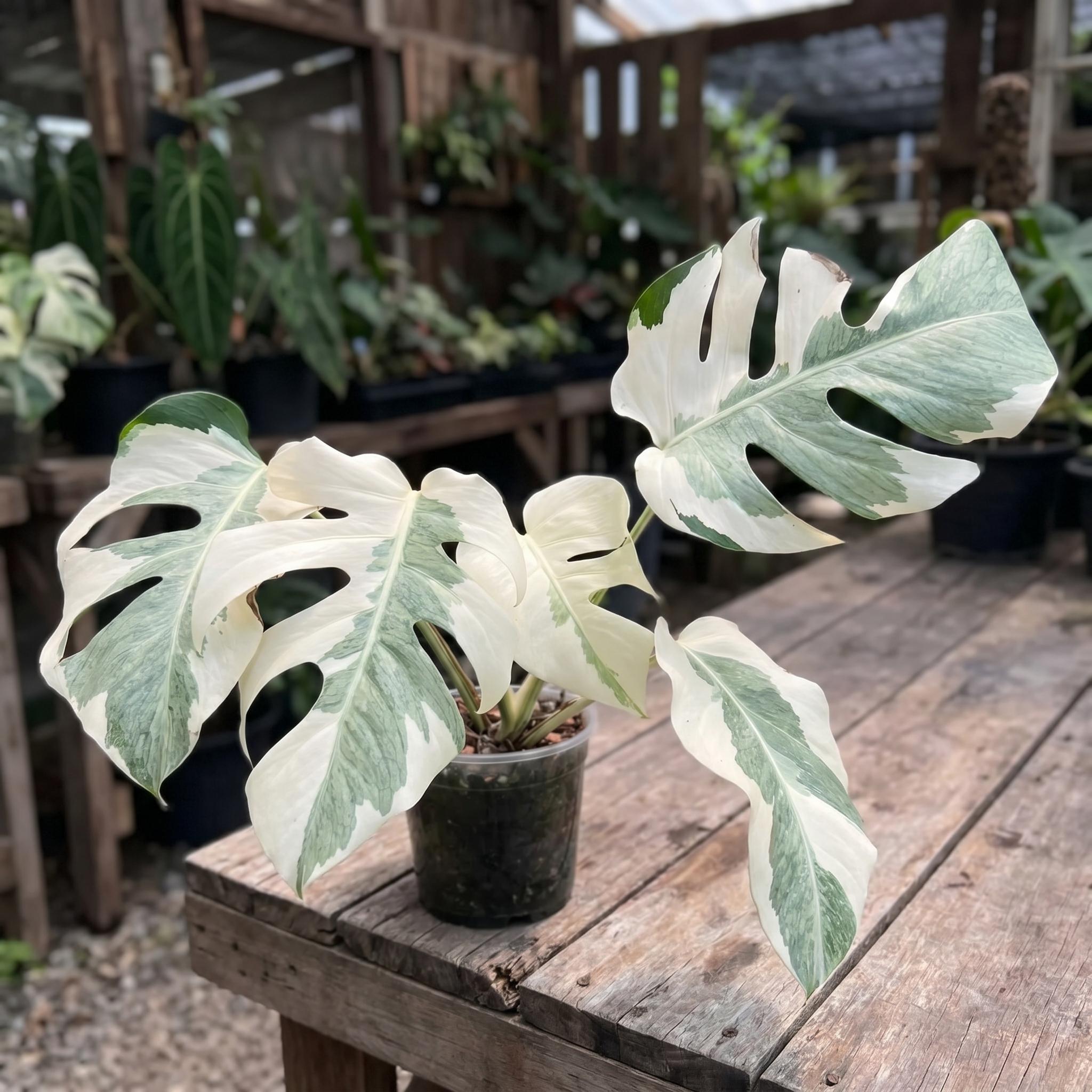 Monstera white lava - Etsy 日本
