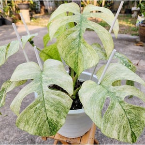 Monstera mint - Etsy 日本