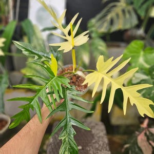 以下が含まれることがあります： 透明なプラスチック製の鉢に植えられたフィロデンドロン・フロリダ・ゴースト。深く切れ込んだ鋸歯状の葉が特徴で、明るいクリームイエローから、白や淡い緑の斑点が入った深みのある緑色へと変化するグラデーションを見せている。