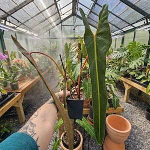 Può includere: Una pianta di Philodendron billietiae con foglie lunghe, strette e verde scuro con venature verde chiaro prominenti, piantata in un contenitore di plastica nero. La pianta presenta un fogliame allungato e appuntito con steli rosso-arancio.