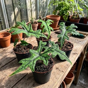 alocasia jacklyn variegated