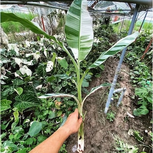 Op de afbeelding: Een bonte bananenplant met langwerpige bladeren met opvallende witte en groene streeppatronen. De plant heeft een centrale stengel en een wortelstelsel dat aan de basis zichtbaar is, wat een opvallend contrast in het gebladerte laat zien.