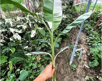 Bunte Hawaii-Banane (Musa aeae), lebende Pflanze im Topf, 5-7 Blätter, pflanzengesundheitsbescheinigungsfrei