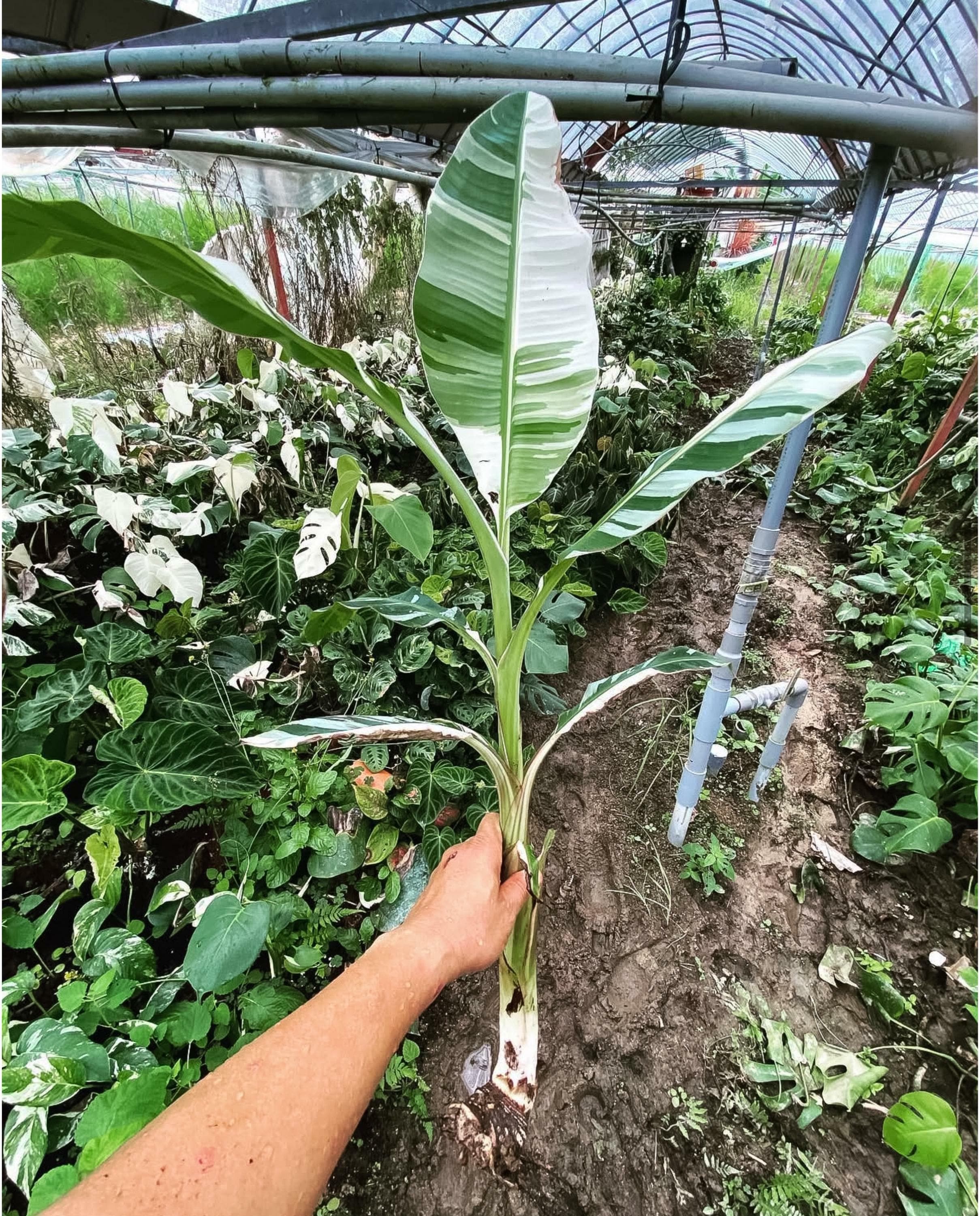 Musa aeae plant - Etsy 日本