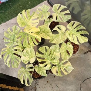 Easy Care Houseplant, Tropical Monstera Rooted Cutting | Chunky Aroid Mix, Perlite & Orchid Bark | 4-6 Inch Pot