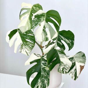 Jonge levende plant, bonte Monstera Albo Aroid | Grote groene bladeren, witte marmering | Verzamelobject