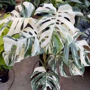 Monstera White Tiger, Albo Variegated Rooted Cutting | Chunky Aroid Mix Friendly | 5-Inch Ready-To-Pot
