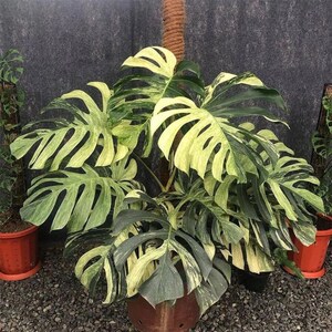 Monstera Jungle Mint, Variegated Rooted Cutting | Orchid Bark Perlite Peat Mix | 5-Inch Specimen