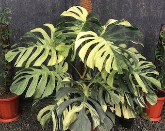 Monstera Jungle Mint, talea variegata radicata / Mix di corteccia di orchidea, perlite e torba / Esemplare da 12,7 cm