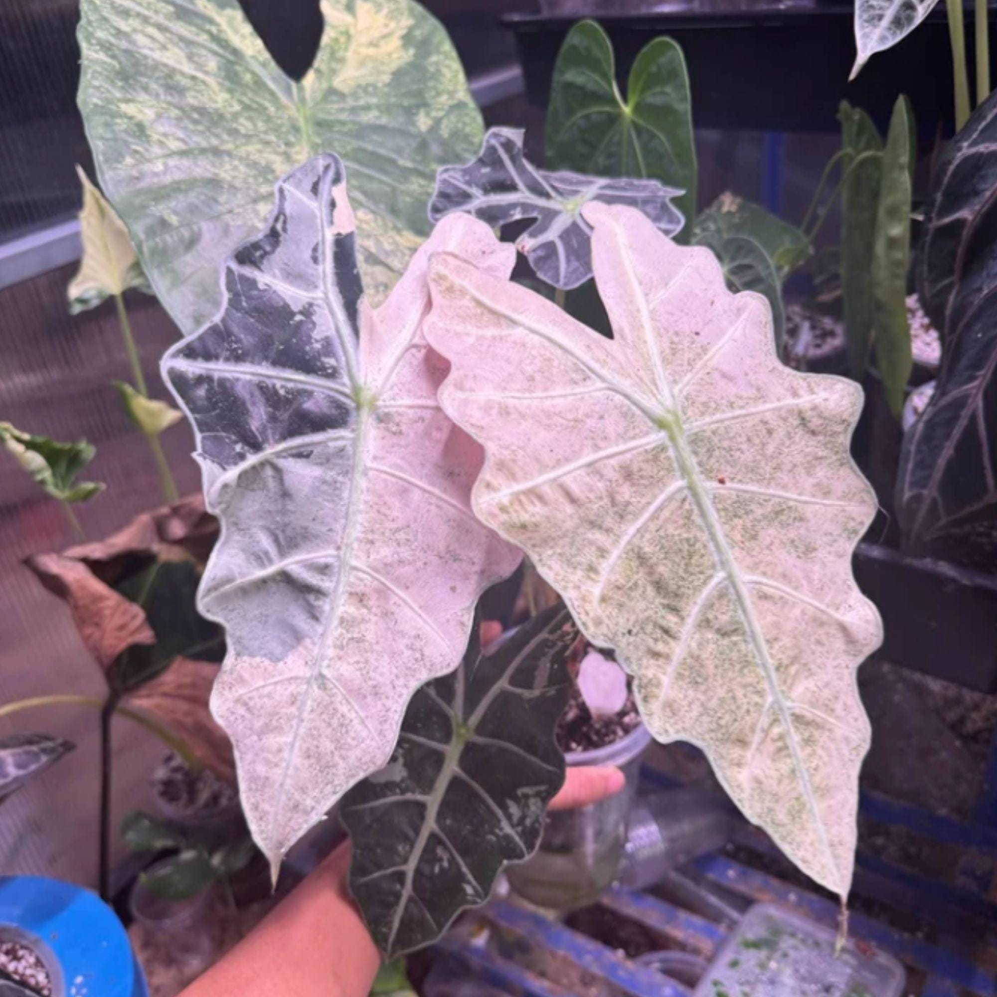Alocasia nebula - Etsy 日本