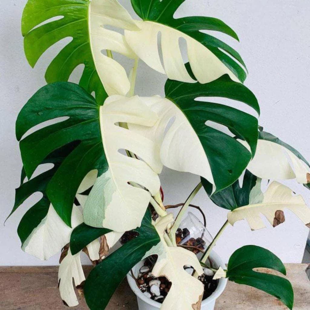 Monstera green snow - Etsy 日本