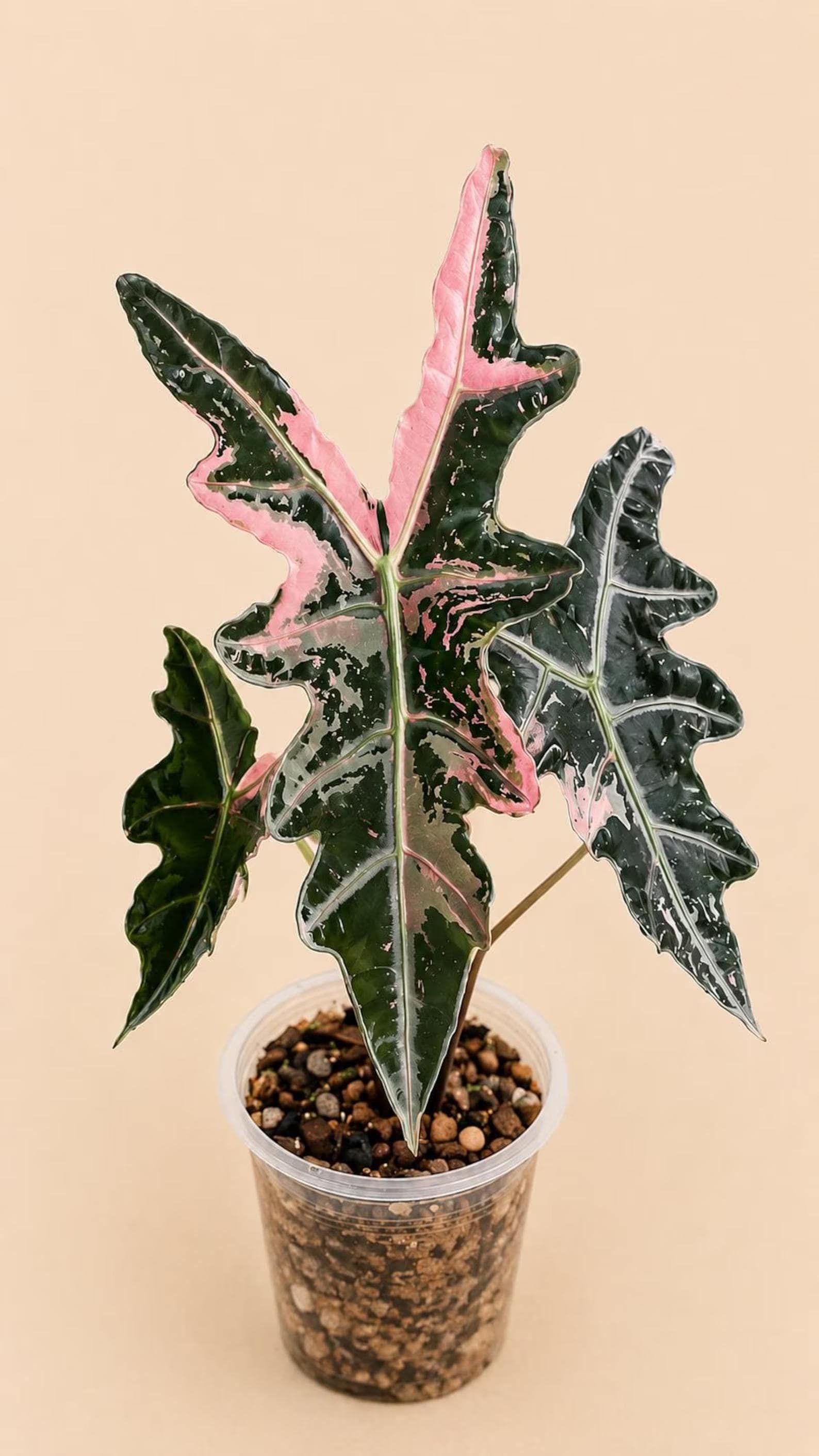 Alocasia nebula - Etsy 日本