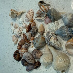Natural Hutchinson Island Seashell Lot, Florida Beach Shells for Crafts and Coastal Decor