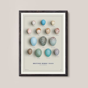 Op de afbeelding: Een kaart met illustraties van 12 verschillende eieren van Britse vogels, waarbij elk ei is gelabeld met de naam van de vogel. De eieren zijn afgebeeld in verschillende kleuren en patronen, waaronder blauw, groen, bruin en wit. De kaart heeft de titel "BRITISH BIRDS' EGGS" en de ondertitel "Garden & Woodland Birds".