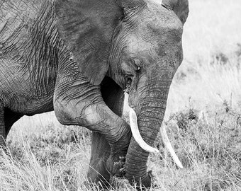 black & white photograph of an elephant on the Masai Mara in Kenya, portrait, endangered animal, safari 8x12, 12x18, 16x24